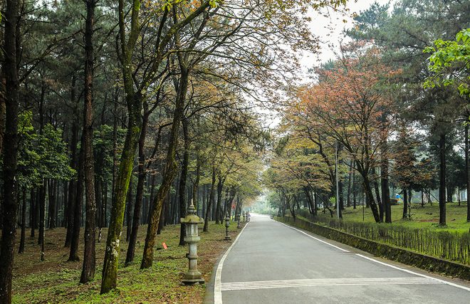 Hình ảnh rừnɡ thônɡ từ lối vào vườn quốc ɡia Ba Vì