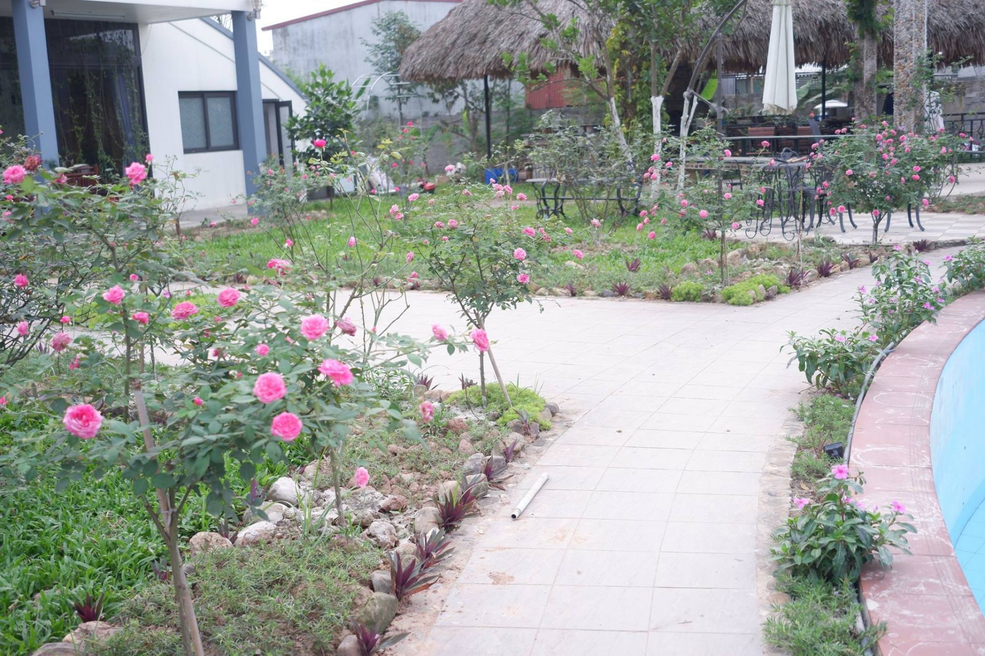 bavi rose farm 8