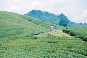 Đồi chè trái tim Mộc Châu