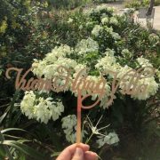 Vườn Hồng Villa - Rose Garden Ba Vi