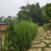 Homestay Rose Villa Ba Vi yên bình, nên thơ