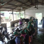 Ba Vi Homestead - Trang trại Đồng Quê Ba Vì